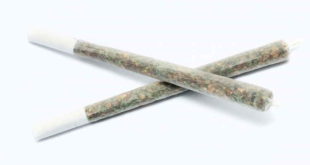 CBD pré-roulés