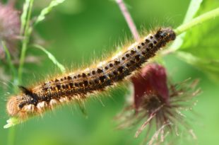 chenilles processionnaire