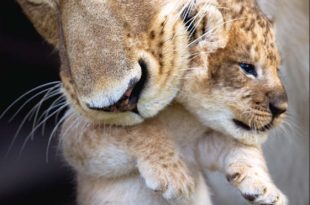 La vie sauvage des bébés animaux