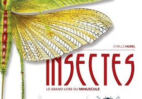 insectes-le-grand-livre-du-minuscule-Delachaux-Niestlé