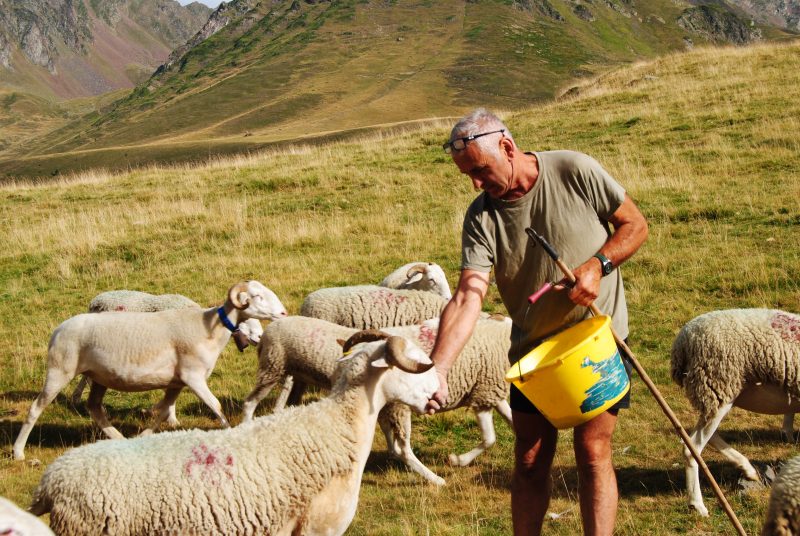 Patrick, fermier, aubergiste, au milieu de ses bêtes @Auberge de Viella