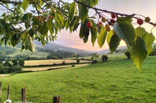 Itxassou, ses cerises @JB Tournié