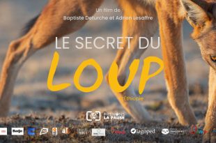 Loup d’Éthiopie sur les hauts plateaux africains, un canidé rare butinant des fleurs – documentaire sortie 1er avril
