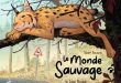 Le-monde-sauvage-T2-lynx-boréal-De-la-Gouttière